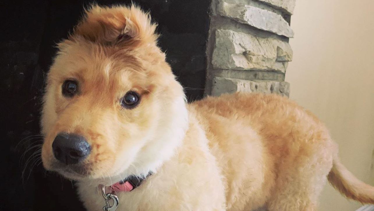 Cachorro “unicórnio” faz sucesso na web com apenas uma orelha