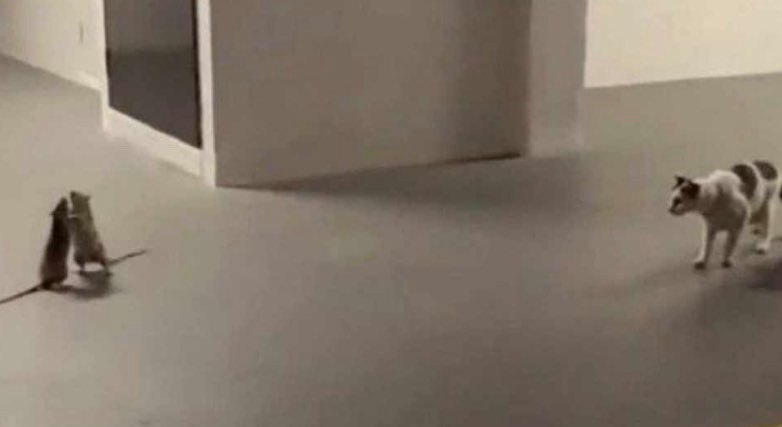 Ratos trocam “socos” enquanto gato assiste ao confronto de “camarote”; veja o vídeo