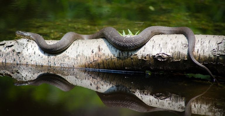Homem luta pelado contra serpente para salvar filhote de gato