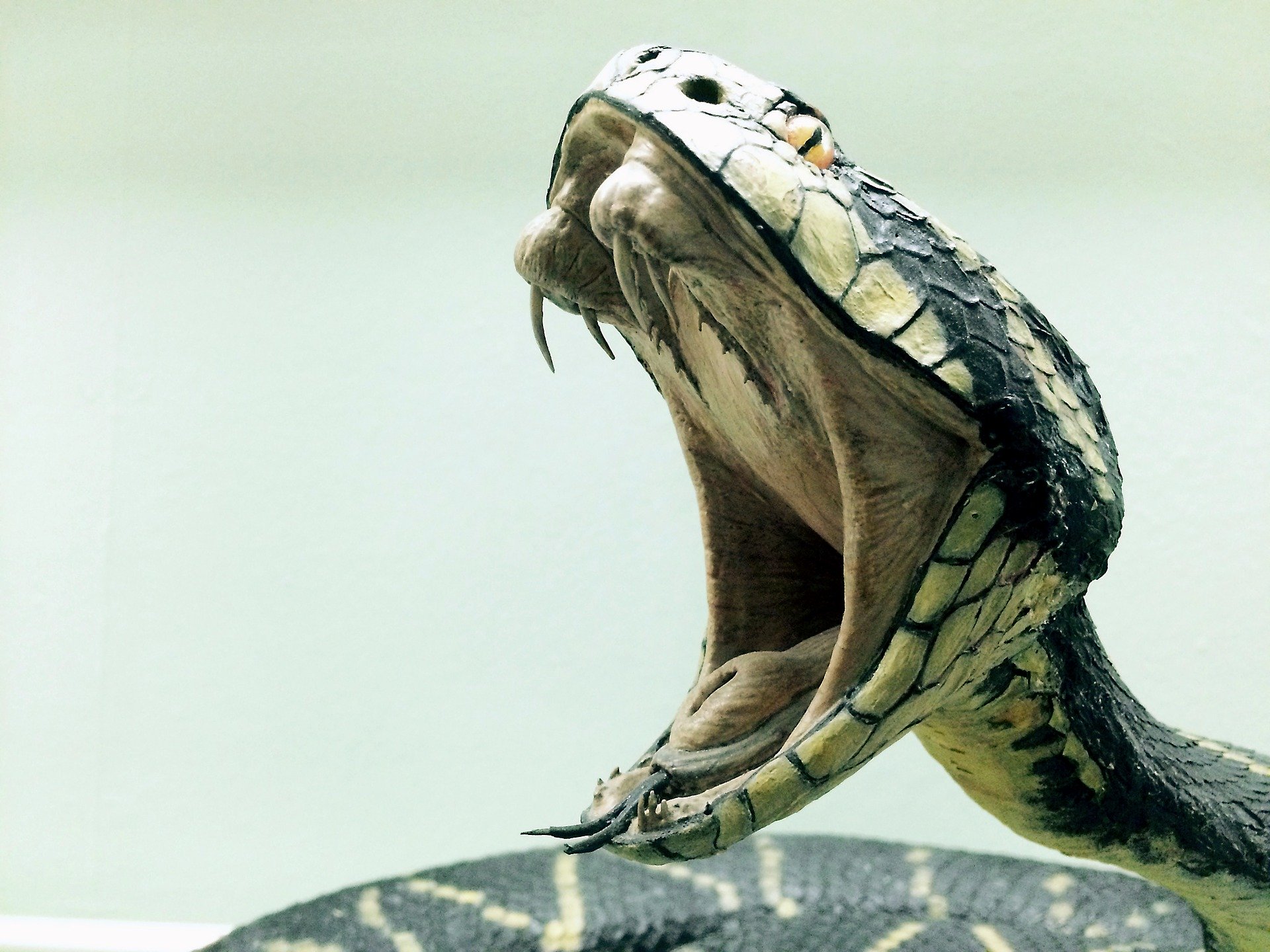 Cobra enorme ataca e estrangula adolescente de 16 anos na Indonésia