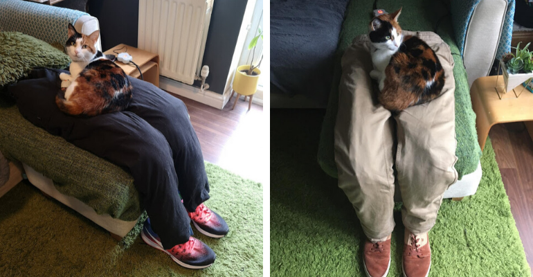 Casal cria pernas falsas para servir de apoio para o gato