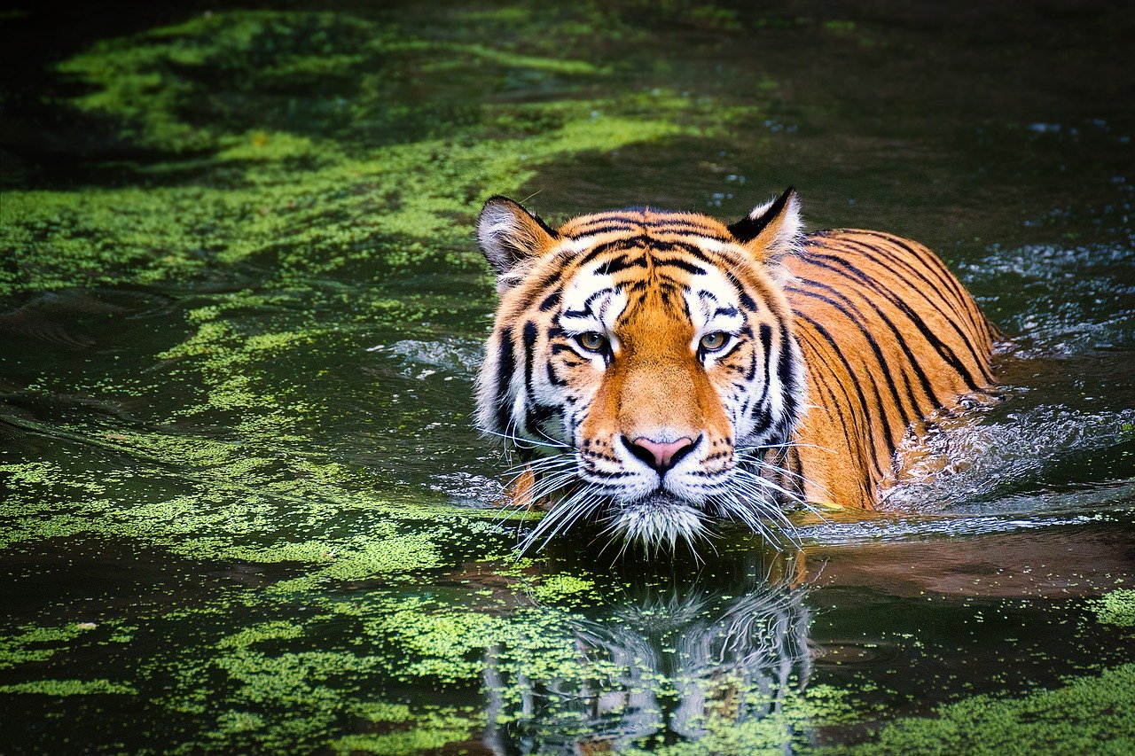 Tigre se torna “procurado” na Índia após matar 8 pessoas