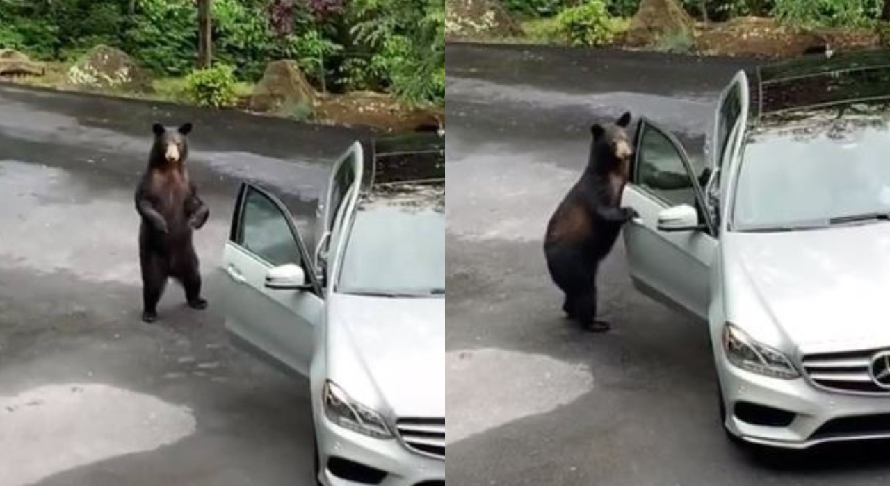 Humanos começam a gritar para evitar que urso destrua carro de luxo; veja