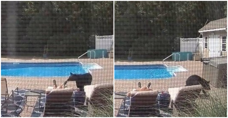 Homem é surpreendido por urso ao tirar um cochilo à beira da piscina; assista