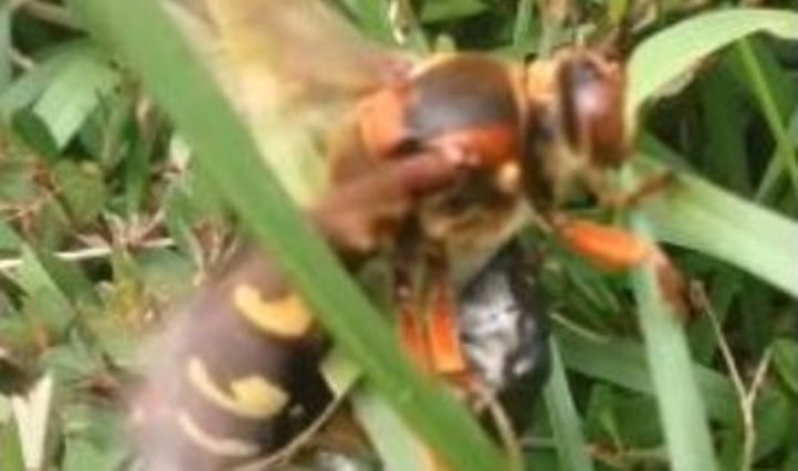 Homem morre por suposta picada de vespa asiática “assassina”