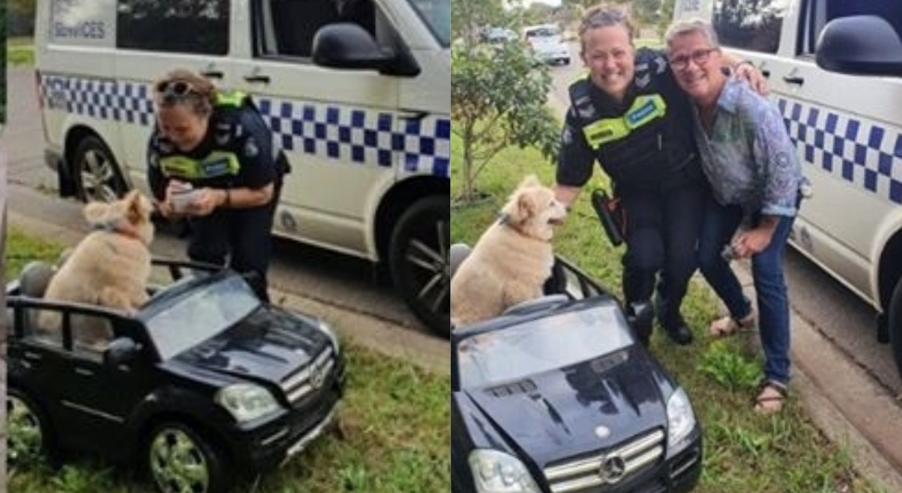 Cachorro é parado por policial por “dirigir” Mercedes elétrica em calçada